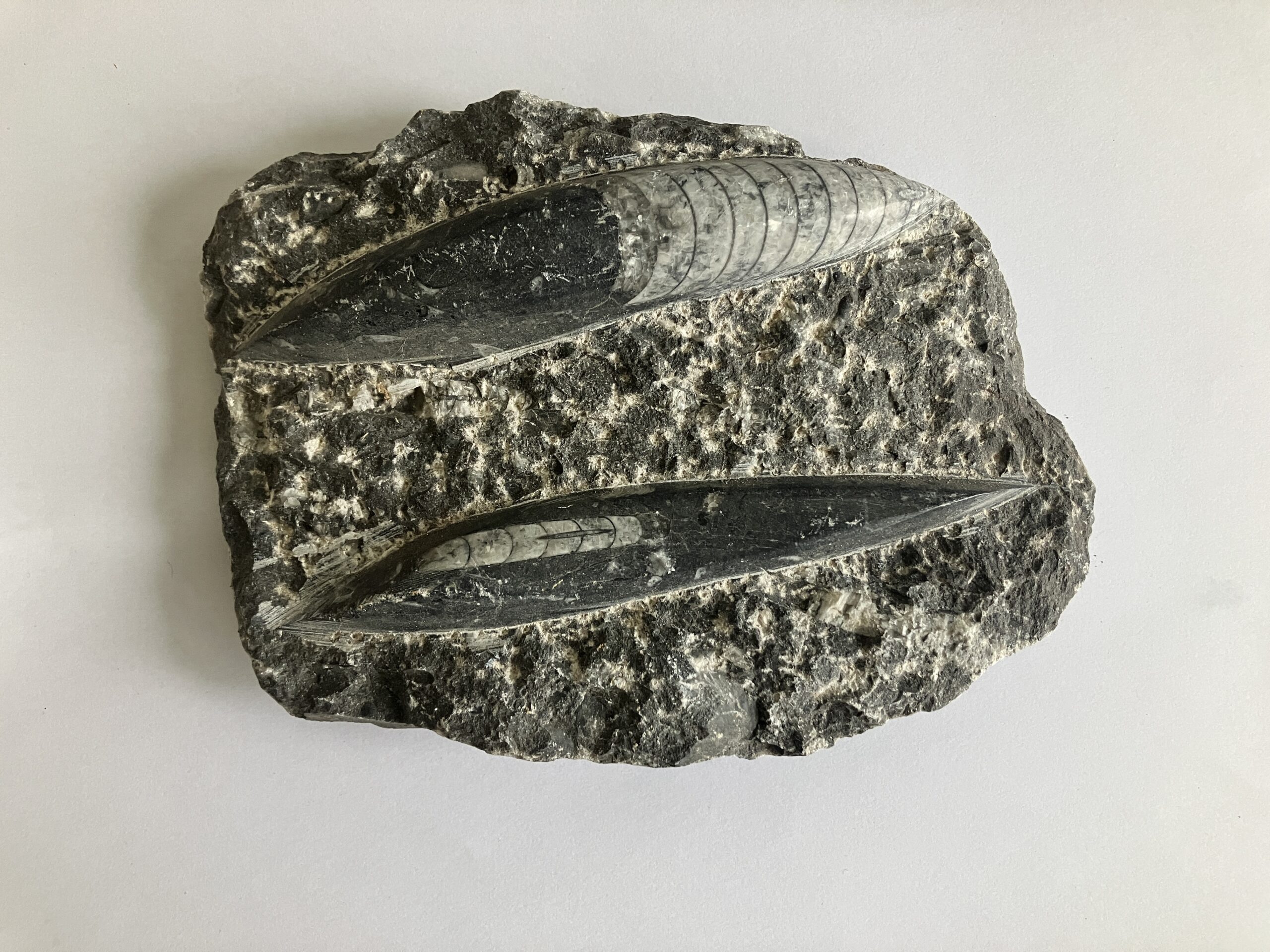 화석일기 20230329 - 두족류 오소세라스 화석